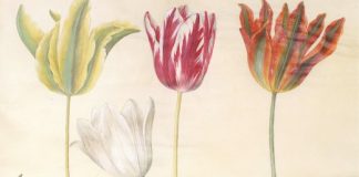 The Greater Fool Theory in Action: Tulip Mania in The Netherlands 17th century tulips