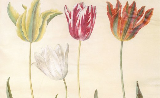 17th century tulips